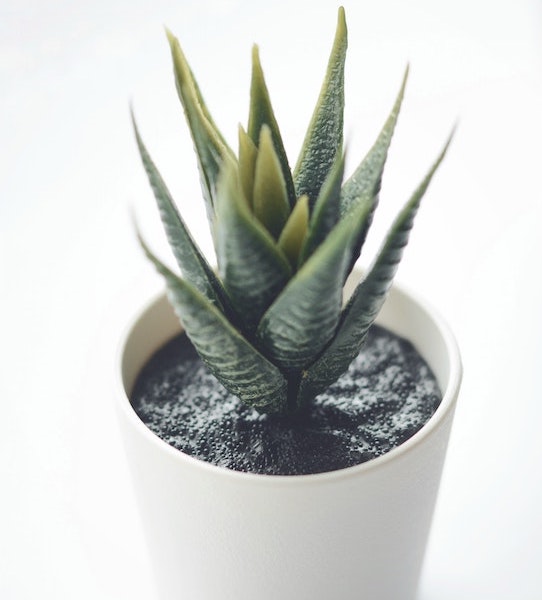 House Plant Ornament image number 0